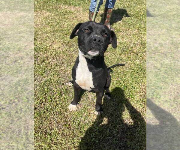 Medium Photo #1 Mutt Puppy For Sale in Abbeville, LA, USA