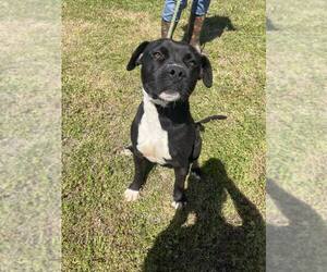 Mutt Dogs for adoption in Abbeville, LA, USA