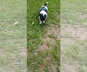 Medium Jack Russell Terrier