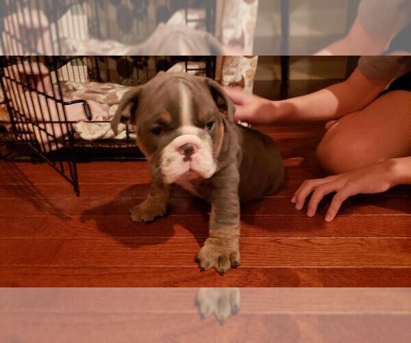 Medium Photo #3 English Bulldog Puppy For Sale in BAYVILLE, NJ, USA