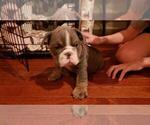 Small Photo #3 English Bulldog Puppy For Sale in BAYVILLE, NJ, USA