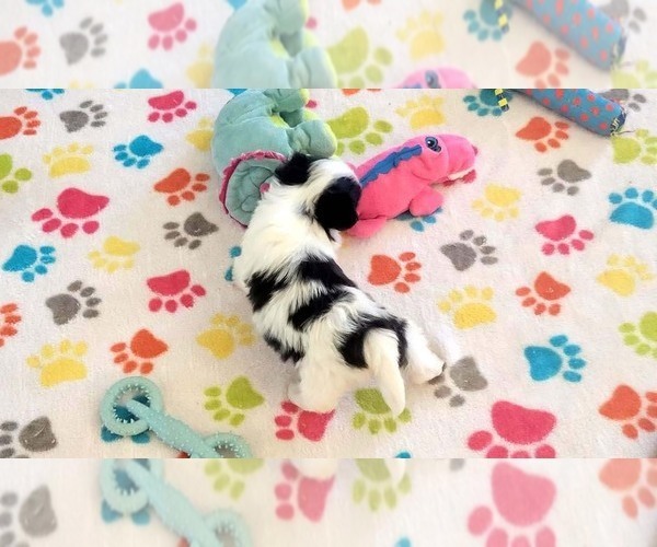 Medium Photo #16 Papitese Puppy For Sale in ORO VALLEY, AZ, USA
