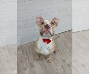 Marley - Male Mutt Dog for Adoption - Photo #14