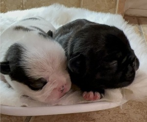 American Bullnese Puppy for Sale in DISCOVERY BAY, California USA