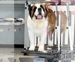 Small Photo #1 Saint Bernard Puppy For Sale in MODESTO, CA, USA