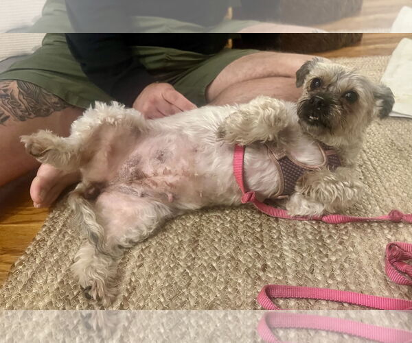 Medium Photo #8 Shih-Poo Puppy For Sale in Staten Island, NY, USA