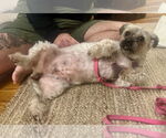 Small #7 Shih-Poo