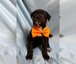 Small #1 Labrador Retriever Mix