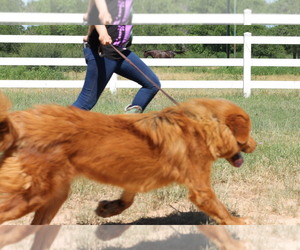 Tibetan Mastiff Puppy for sale in PLEASANTON, TX, USA