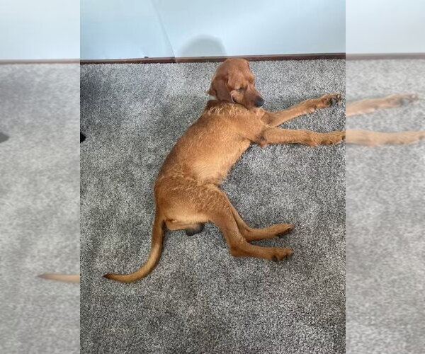 Medium Photo #7 Airedale Terrier-Redbone Coonhound Mix Puppy For Sale in Monterey, VA, USA