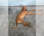 Small #6 Airedale Terrier-Redbone Coonhound Mix