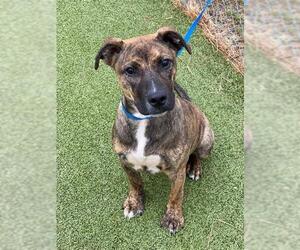 Mutt Dogs for adoption in Fayetteville, NC, USA
