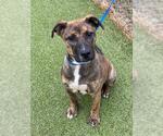 ENZO - Male Mutt Dog for Adoption - Small photo