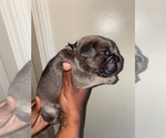 Small Photo #1 Cane Corso Puppy For Sale in MEMPHIS, TN, USA