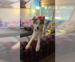 Small #2 Huskies  Mix