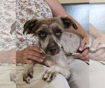 Small #1 Poodle (Toy) Mix