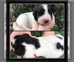 Small Photo #8 Bernedoodle Puppy For Sale in OVERLAND PARK, KS, USA