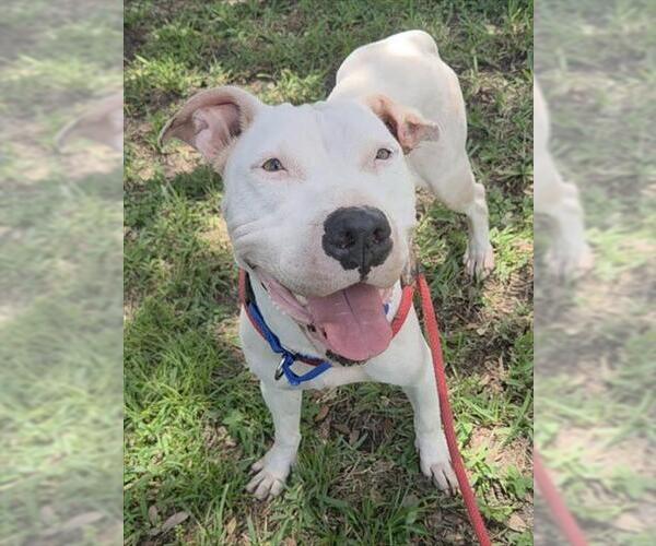 Medium Photo #3 American Staffordshire Terrier Puppy For Sale in Fort Lauderdale, FL, USA
