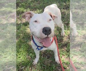 *DALIAH - Female American Staffordshire Terrier Dog for Adoption - Photo #3