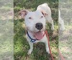 Small Photo #3 American Staffordshire Terrier Puppy For Sale in Fort Lauderdale, FL, USA