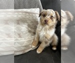 Puppy Puppy 6 Australian Shepherd