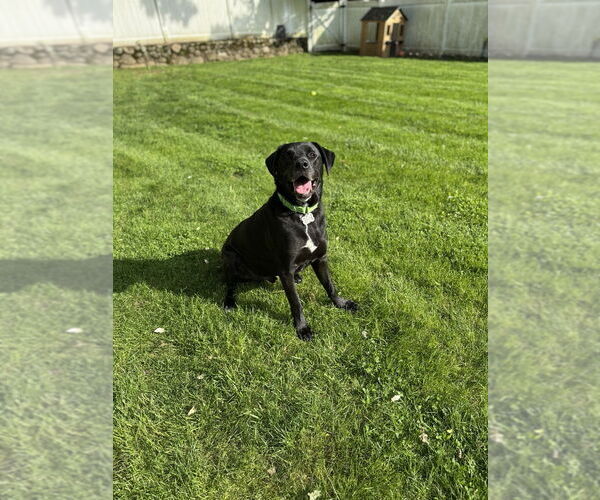 Medium Photo #1 Huskies -Labrador Retriever Mix Puppy For Sale in Elmsford, NY, USA