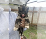 Puppy 1 Alaskan Husky-German Shepherd Dog Mix