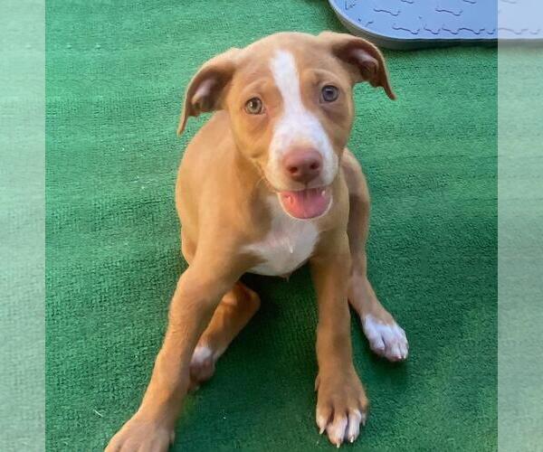 Medium Photo #11 Golden Retriever-Pembroke Welsh Corgi Mix Puppy For Sale in San Diego, CA, USA