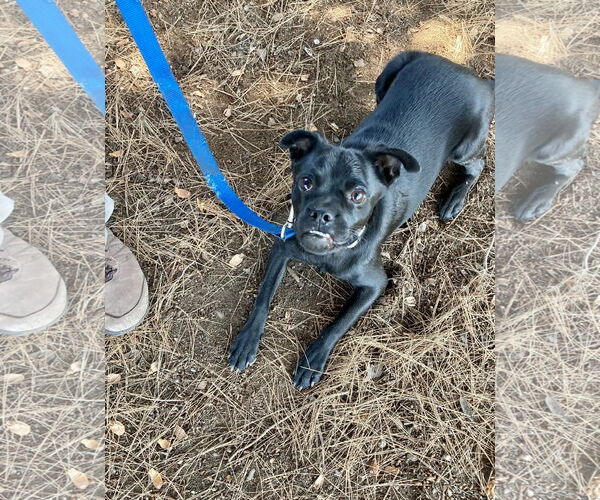 Medium Photo #13 Chug Puppy For Sale in San Diego, CA, USA