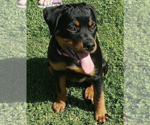 Medium Photo #60 Rottweiler Puppy For Sale in OAK GLEN, CA, USA