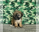 Small Photo #6 ShihPoo Puppy For Sale in SHAWNEE, OK, USA