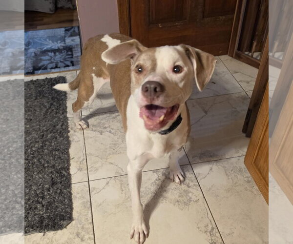 Medium Photo #13 Mutt Puppy For Sale in Crete, IL, USA