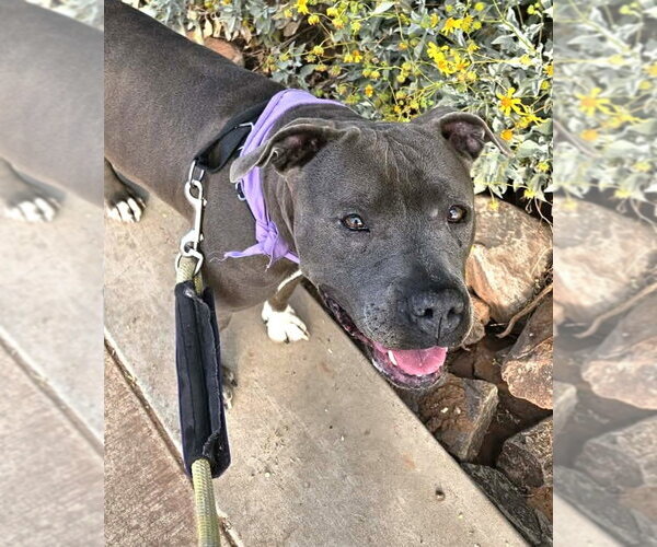 Medium Photo #9 American Pit Bull Terrier-Unknown Mix Puppy For Sale in phoenix, AZ, USA