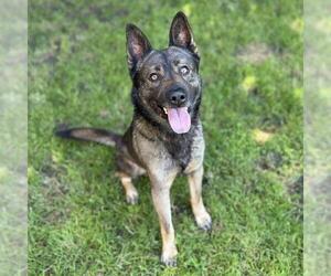 Texas Heeler-Unknown Mix Dogs for adoption in Modesto, CA, USA