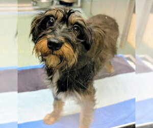 Mutt Dogs for adoption in Plano, TX, USA