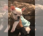 Small Photo #7 French Bulldog Puppy For Sale in READING, PA, USA