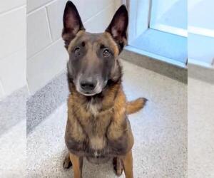 Mutt Dogs for adoption in Houston, TX, USA