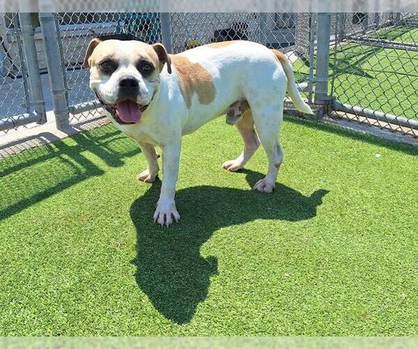 Medium Photo #2 American Staffordshire Terrier-Unknown Mix Puppy For Sale in Grand Prairie, TX, USA