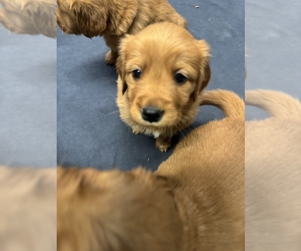 Medium Photo #2 Golden Retriever Puppy For Sale in GARDNERVILLE, NV, USA
