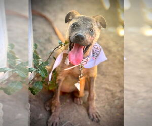 German Shepherd Dog-Unknown Mix Dogs for adoption in Lake Forest, CA, USA