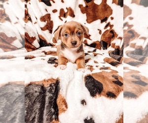 Chi-Corgi Puppy for sale in ROUND ROCK, TX, USA