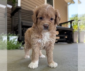 Goldendoodle mix (+ Poodle Miniature) Puppy for sale in LOS ANGELES, CA, USA