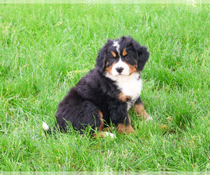 Bernese Mountain Dog Puppy for sale in SYRACUSE, IN, USA