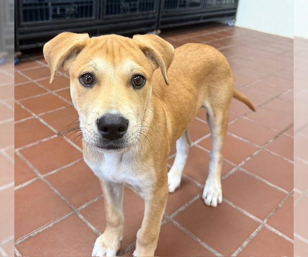 Medium Photo #4 Labrador Retriever-Unknown Mix Puppy For Sale in Jefferson, NJ, USA