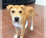 Small #3 Labrador Retriever Mix