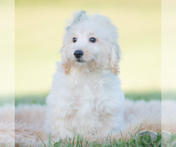 Medium Photo #2 Goldendoodle (Miniature) Puppy For Sale in WARSAW, IN, USA