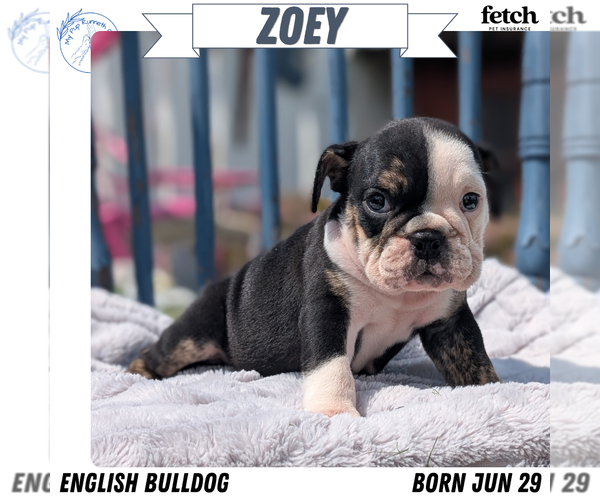 Medium Photo #1 English Bulldog Puppy For Sale in GOSHEN, IN, USA
