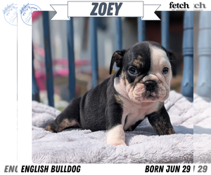 Medium English Bulldog