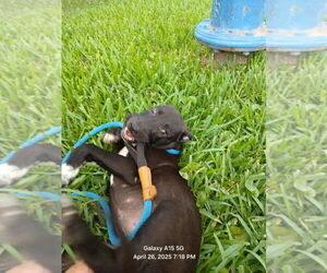 Labrador Retriever-Unknown Mix Dogs for adoption in Oak Bluffs, MA, USA