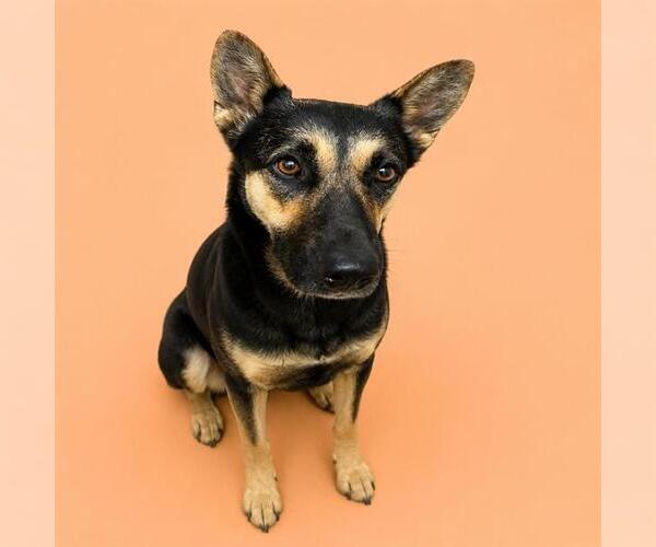 Medium Photo #2 German Shepherd Dog Puppy For Sale in HESPERIA, CA, USA